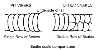 identification and control of snakes in alabama alabama