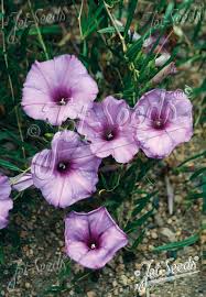 Image result for Ipomoea lapathifolia