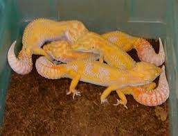 Gecok genjer / leopard gecko on hand for gender determination isolated white background stock photo download image now istock. Leopard Gecko Breeding Aggression