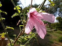 Image result for Hibiscus malacospermus