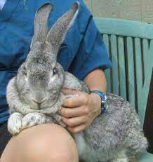 Best of variety for blues and annual point standing of 2nd place in the nation for flemish giants. Pin By Katrin Loch On Bunnyzone Pet Bunny Flemish Giant Giant Rabbit