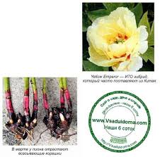 Willst du als staude gezogene pfingstrosen umpflanzen, erledigst du dies im herbst. Fruhling Die Pfingstrose Pflanzt Master Klasse Site Uber Den Garten Die Hutte Und Zimmerpflanzen