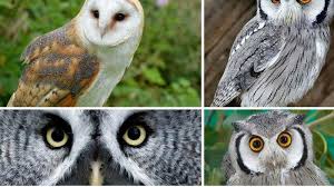 Check spelling or type a new query. Petani Pelihara Burung Hantu Serambi Indonesia