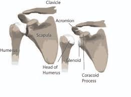 Learn their origins/insertions, functions & exercises. The Anatomy Of The Shoulder