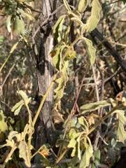 Image result for Leucosphaera bainesii