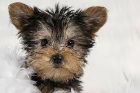 Pets at peace by harris funeral home treated my midnight as if he was a family member. Buy A Puppy Puppies For Sale In Rochester Ny Pet Store Allie S Pet Corner