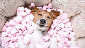 Check spelling or type a new query. Can Dogs Eat Marshmallows Are Marshmallows Bad For Dogs Doghelpful