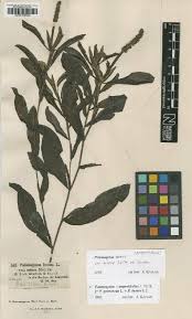 Image result for Potamogeton schweinfurthii