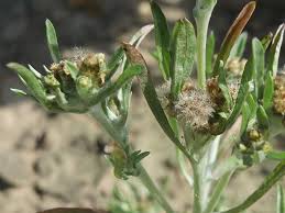 Image result for Gnaphalium