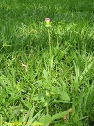 Image result for Crassocephalum rubens