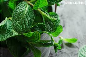 If you require a bunch of leaves, use your pruning shears and trim off some stems, then remove the leaves. How To Grow Mint Simple At Home