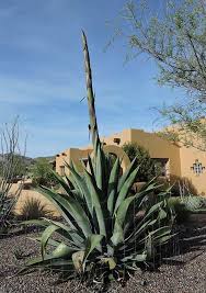 Image result for Priva flabelliformis