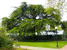 Search only for libanon zeder Datei K Nd 503 03 32 Libanon Zeder Jpg Wikipedia