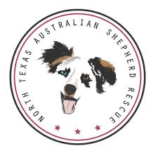 Adopt australian shepherd dogs in ohio. North Texas Australian Shepherd Rescue Home Facebook