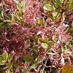 Image result for Agelanthus zizyphifolius