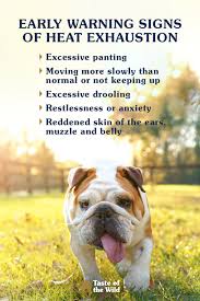 Jun 19, 2017 · keep your pets safe. Early Warning Signs Of Heat Exhaustion In Pets Dogs Pet Safety Pet Hacks