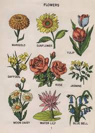 Vintage Flower Diagram Art Hoe Aesthetic Aesthetic Art Drawings