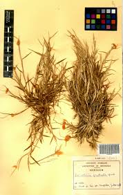 Image result for Paratheria