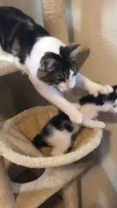No No Don T Even Think Of Leaving Video In 2021 Funny Animal Videos Funny Cats Cute Funny Animals