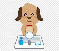 We did not find results for: Hand Washing Soap æ¶ˆæ¯' æ´—è„¸ Soap Cream Mammal Carnivoran Png Pngwing