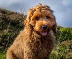 Among these are the breeder's reputation, the pup's age, genetics, health, and bloodline. Cockapoo Puppies In Iowa For Sale Top 5 Breeders 2021 We Love Doodles