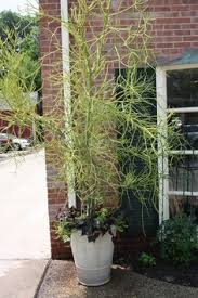 Like nearly all members of the euphorbia family, when broken or cut, the branches ooze a white latex sap. 18 Pencil Cactus Ideas Pencil Cactus Cactus Plants