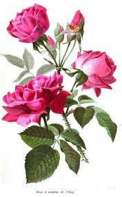 Rose De L Hay Rose Illustration Rose Art Rose Painting