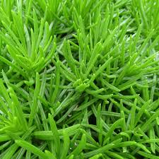 Image result for Senecio sp.no.3