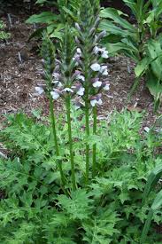 Image result for Acanthus mayaccanus