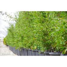 Image result for Bambusa