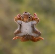 Image result for Brown Squirrel 2014 Peugeot