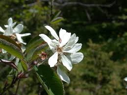 Image result for Amelanchier ovalis