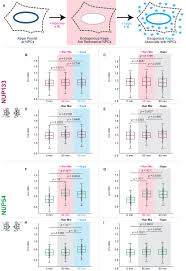 ويندوز 7, 8.1, 8, 10, اكس بي , فيستا. Conformation Of The Nuclear Pore In Living Cells Is Modulated By Transport State Elife