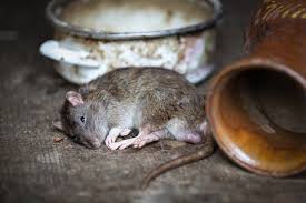 Penundaan kematian ini penting agar tikus tidak menghubungkan dampak makan umpan dan. 5 Petua Dan Cara Halau Tikus Yang Berkesan Eratuku
