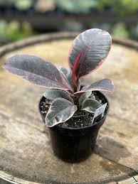 Image result for F kus Ficus