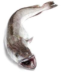 Il pesce castagna si riconosce, sinteticamente parlando, per il corpo compresso e il muso schiacciato, con bocca grande. Conosco Un Ristorantino Di Pesce Papero Giallo