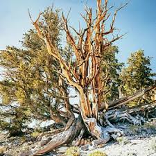 Amazing Sierra Nevada Mountains Road Trip Sierra Nevada Mountains California Parks Bristlecone Pine Forest