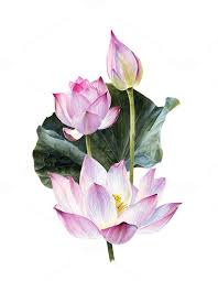 Watercolour Lotus With Leaves Png Lotus Painting Watercolor Lotus Lotus Flower Art
