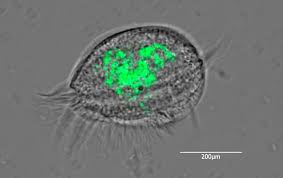 How did you get here? The Hunt For Microbial Trojan Horses Woods Hole Oceanographic Institution