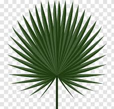 Exotic green plant decoration png clipart image. Palm Leaf Manuscript Arecaceae Palm Branch Clip Art Leaf Leaves Transparent Png
