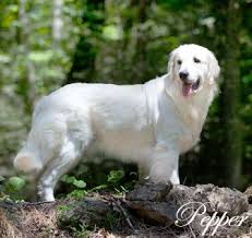 Golden Retriever Puppies White English Cream Akc Nj Breeders Md Ct Ma De Ri Ny Pa Va Oh Tx Fl Retriever Puppy Golden Retriever White Golden Retriever Puppy
