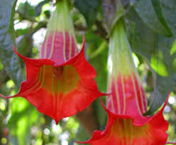 Image result for Brugmansia