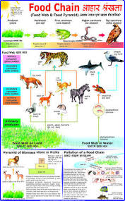 food chain charts