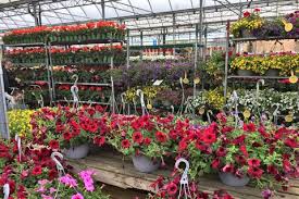 Growing a cut flower garden is a fun and easy garden project. How To Plant Flowers A Guide To Starting Your Garden