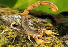 Correct spelling for scorpion is skˈɔːpi͡ən, skˈɔːpi‍ən, s_k_ˈɔː_p_iə_n Scorpion Facts For Kids National Geographic Kids