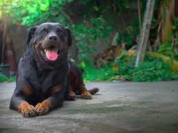 Rottweiler Lab Mix What To Know About This Stunning Family Dog Perfect Dog Breeds