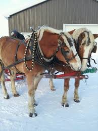 Belgian Draft Horses With Sleigh Bells Cheval Equitation Attelage
