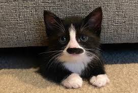 Image result for kitler