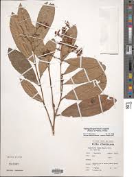 Image result for Campylospermum vogelii