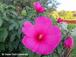 Image result for Hibiscus mechowii